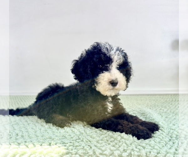 Medium Photo #2 Bernedoodle (Miniature) Puppy For Sale in GREENFIELD, IN, USA