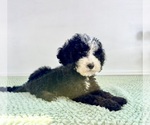 Small #1 Bernedoodle (Miniature)