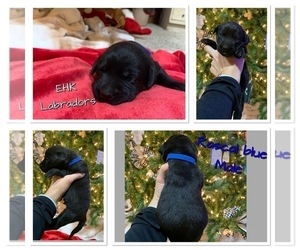 Labrador Retriever Puppy for sale in HARTVILLE, MO, USA