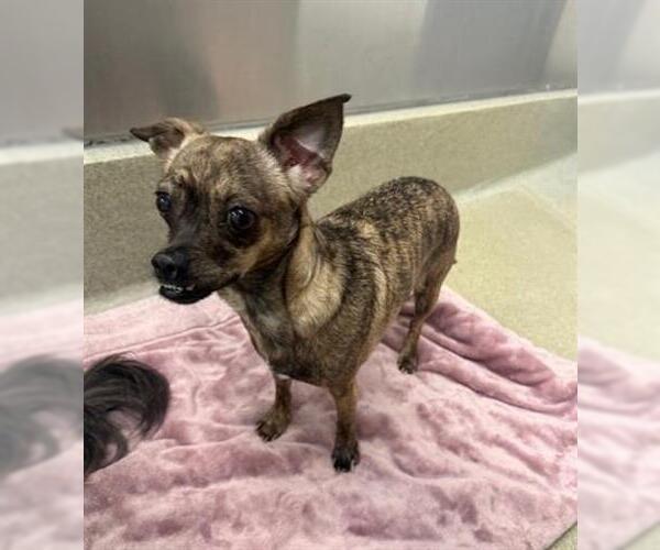 Medium Photo #1 Chihuahua Puppy For Sale in San Martin, CA, USA