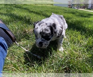 Australian Shepherd Puppy for sale in GENESEO, IL, USA
