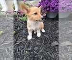 Puppy Tater tot Pembroke Welsh Corgi
