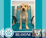 Small #1 Labrador Retriever Mix