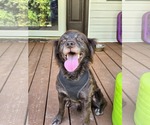 Small Photo #4 Cocker Spaniel-Unknown Mix Puppy For Sale in Lakemont, GA, USA