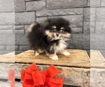 Small #2 Pomeranian