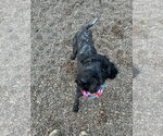 Small #1 Labrador Retriever