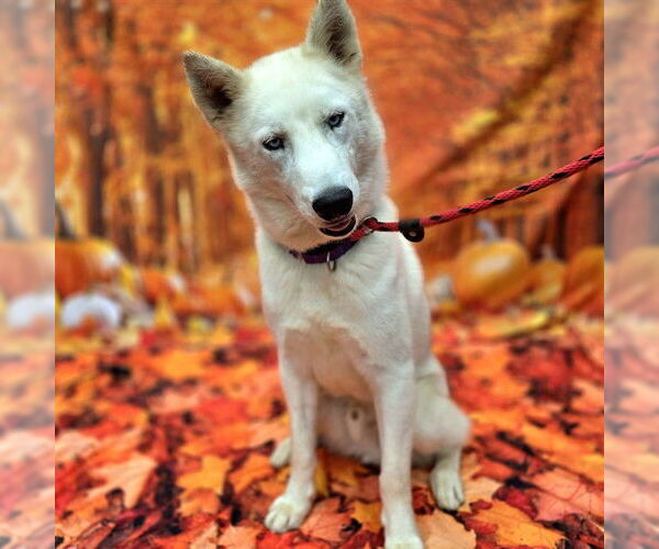 Medium Photo #2 Siberian Husky-Unknown Mix Puppy For Sale in Long Beach, CA, USA