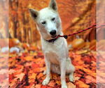 Small #1 Siberian Husky Mix