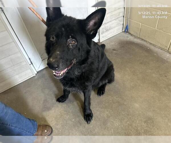 Medium Photo #1 German Shepherd Dog Puppy For Sale in Ocala, FL, USA