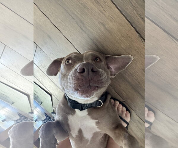 Medium Photo #4 American Pit Bull Terrier-American Staffordshire Terrier Mix Puppy For Sale in phoenix, AZ, USA