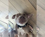 Small #3 American Pit Bull Terrier-American Staffordshire Terrier Mix