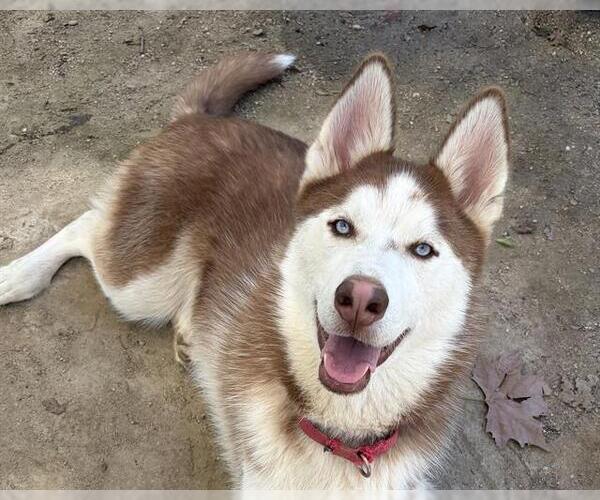 Medium Photo #2 Siberian Husky Puppy For Sale in Ojai, CA, USA
