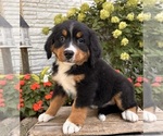 Image preview for Ad Listing. Nickname: Nora