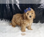 Small #3 Goldendoodle (Miniature)