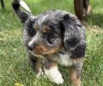 Small Photo #10 Bernedoodle Puppy For Sale in SPRINGFIELD, OH, USA