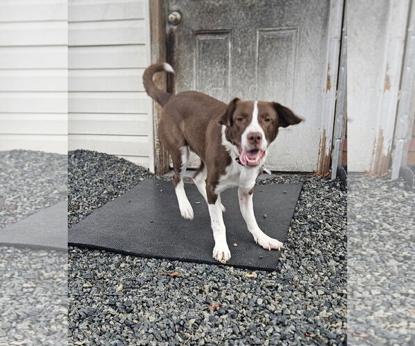 Medium Photo #4 Mutt Puppy For Sale in Thomasville, NC, USA