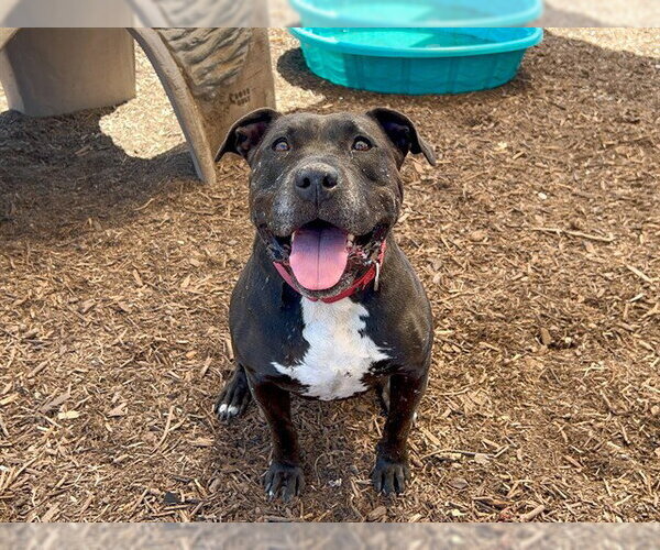 Medium Photo #4 Mutt Puppy For Sale in Orange, CA, USA
