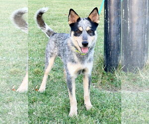 Dingo - Male Mutt Dog for Adoption - Photo #2