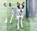 Small Photo #2 Mutt Puppy For Sale in Garden City, NY, USA