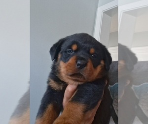 Medium Rottweiler