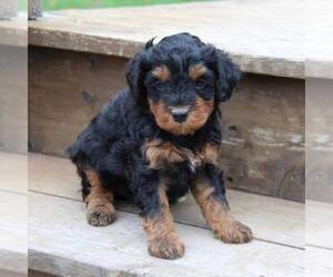 Bernedoodle-Poodle (Miniature) Mix Puppy for sale in STANLEY, WI, USA