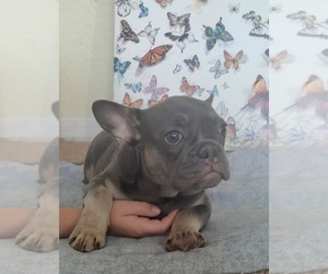 French Bulldog Puppy for sale in MIAMI, FL, USA