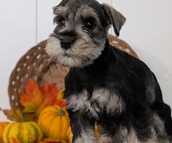 Medium Photo #10 Schnauzer (Miniature) Puppy For Sale in GOSHEN, IN, USA