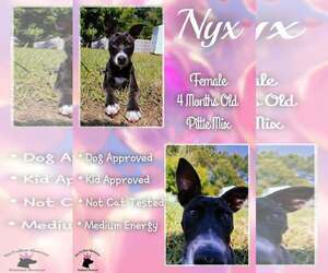 Mutt Dogs for adoption in Jacksonville, NC, USA