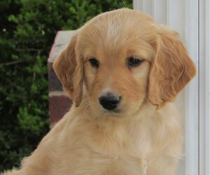 Goldendoodle Puppy for sale in WAYNESVILLE, MO, USA