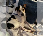 Small #3 Parson Russell Terrier