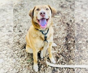 Labrador Retriever-Unknown Mix Dogs for adoption in Clarkesville, GA, USA