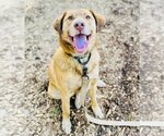 Small Labrador Retriever Mix