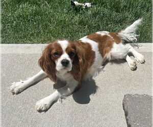 Cavalier King Charles Spaniel Dogs for adoption in Sioux Falls, SD, USA