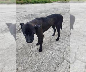 Labrador Retriever-Unknown Mix Dogs for adoption in San Antonio, TX, USA