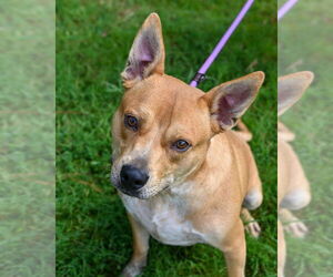 Mutt Dogs for adoption in Glen Allen, VA, USA