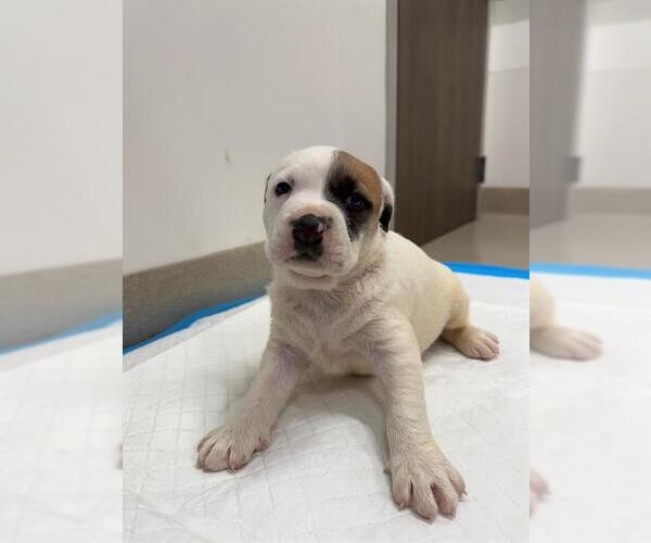 Medium Photo #1 American Pit Bull Terrier Puppy For Sale in Baytown, TX, USA