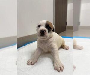 American Pit Bull Terrier Dogs for adoption in Baytown, TX, USA