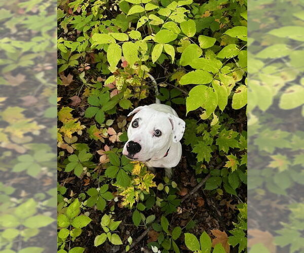 Medium Photo #4 Bulloxer Puppy For Sale in Minneapolis, MN, USA