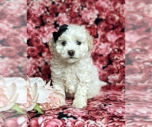 Bichon Frise-Bichpoo Mix Puppy for sale in NOTTINGHAM, PA, USA