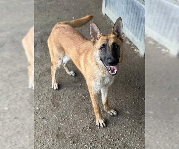 Medium Photo #1 German Shepherd Dog Puppy For Sale in Riverside, CA, USA