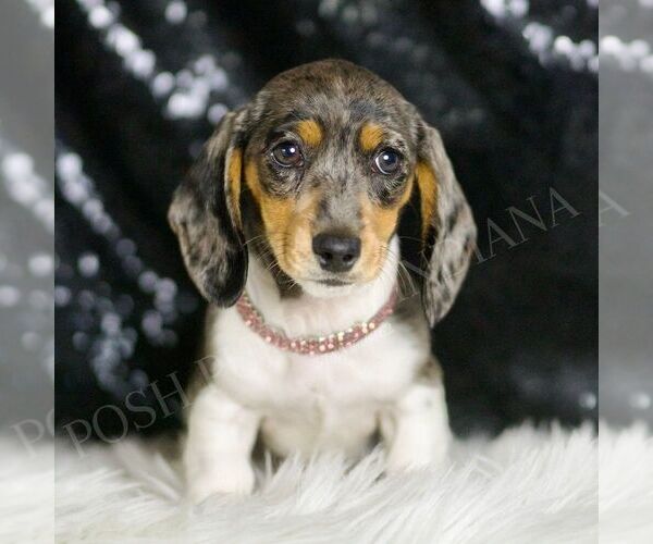 Medium Photo #4 Dachshund Puppy For Sale in WARSAW, IN, USA
