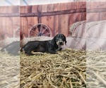 Small #6 Catahoula Leopard Dog