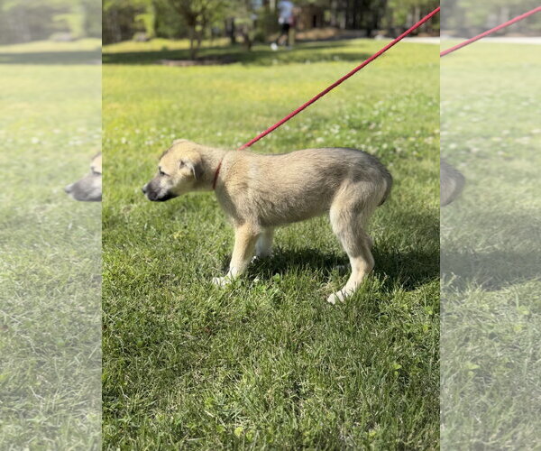 Medium Photo #4 German Shepherd Dog-Great Pyrenees Mix Puppy For Sale in Yardley, PA, USA