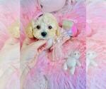 Small #6 Poodle (Toy)