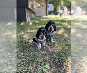 Bluetick Coonhound Puppy for Sale in HAVRE DE GRACE, Maryland USA