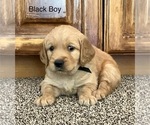 Puppy Black Boy Golden Retriever
