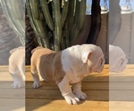 Small Photo #12 English Bulldog Puppy For Sale in TEMPE, AZ, USA