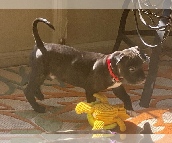 Medium Photo #3 American Staffordshire Terrier-Unknown Mix Puppy For Sale in Atlanta, GA, USA