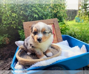 Miniature Australian Shepherd Puppy for sale in RUSSELLVILLE, AL, USA