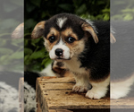 Small Photo #2 Pembroke Welsh Corgi Puppy For Sale in ELKTON, KY, USA
